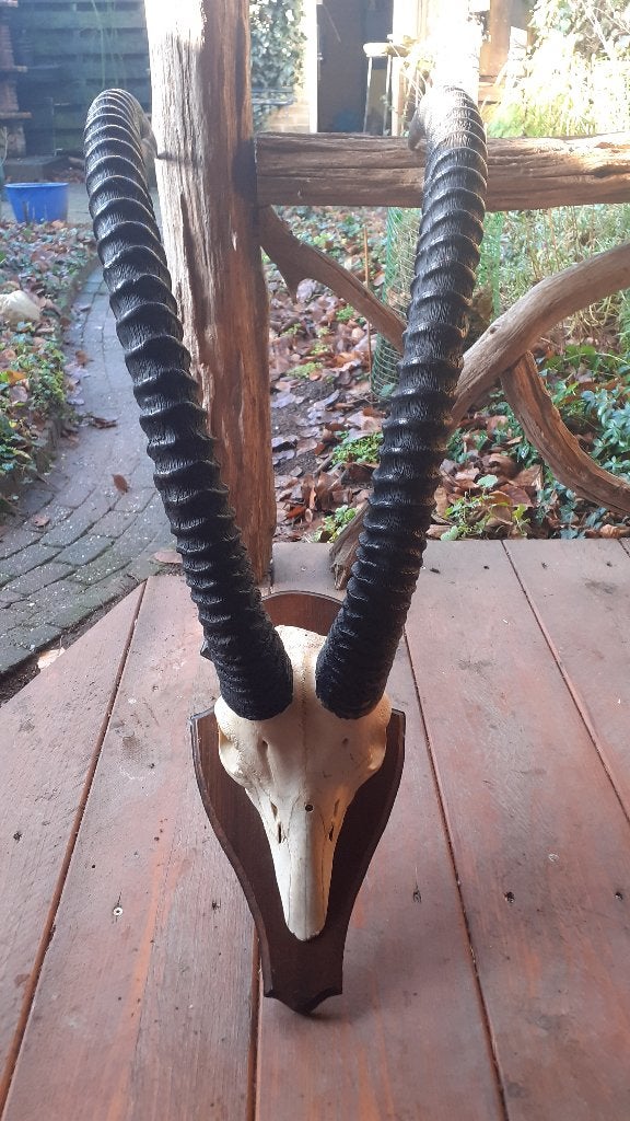 sabel antilope gazelle afrika hoorn gewei, Ophalen, Zo goed als nieuw, Wild dier, Gewei of Kop