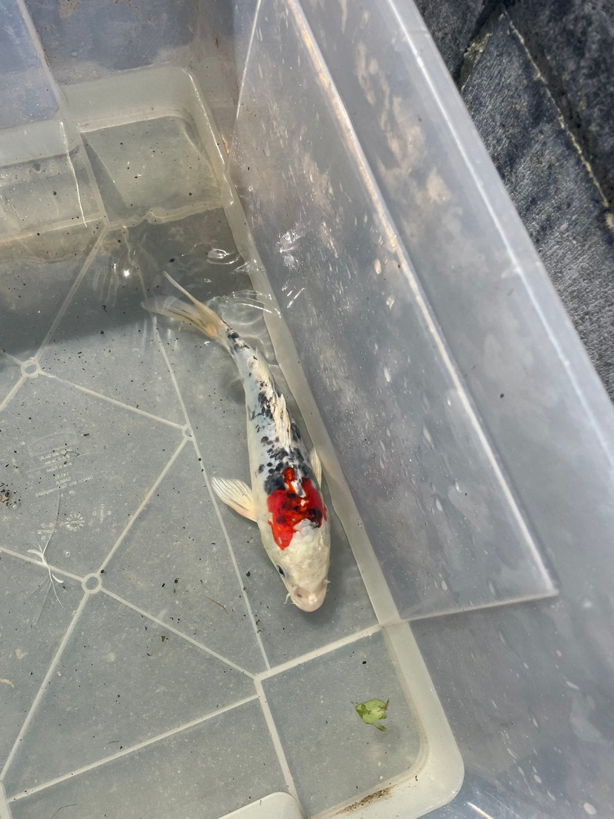 Mooie koi ruim 20 cm, Karper of Koi