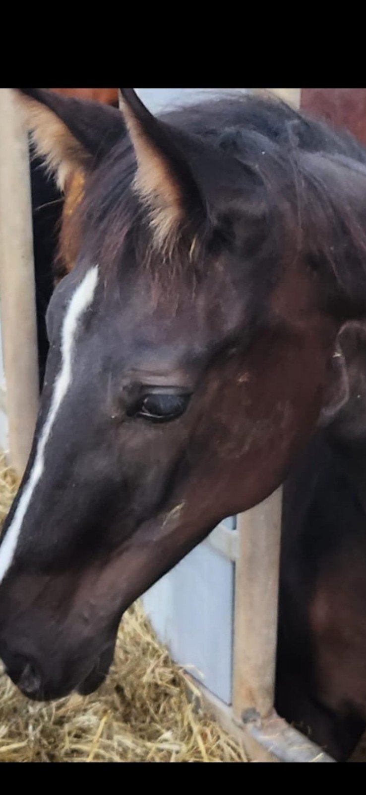 1.5 jarige hengst van de hengst NACHO, Dieren en Toebehoren, Ophalen of Verzenden