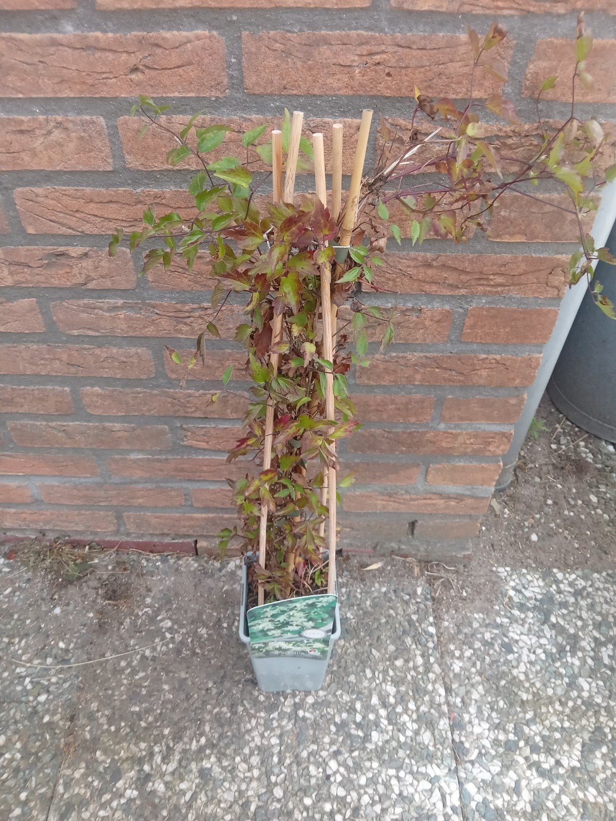 Klimplant op rekje - Clematis of Kamperfoelie, Tuin en Terras, Planten | Tuinplanten, Overige soorten, Volle zon, Ophalen of Verzenden