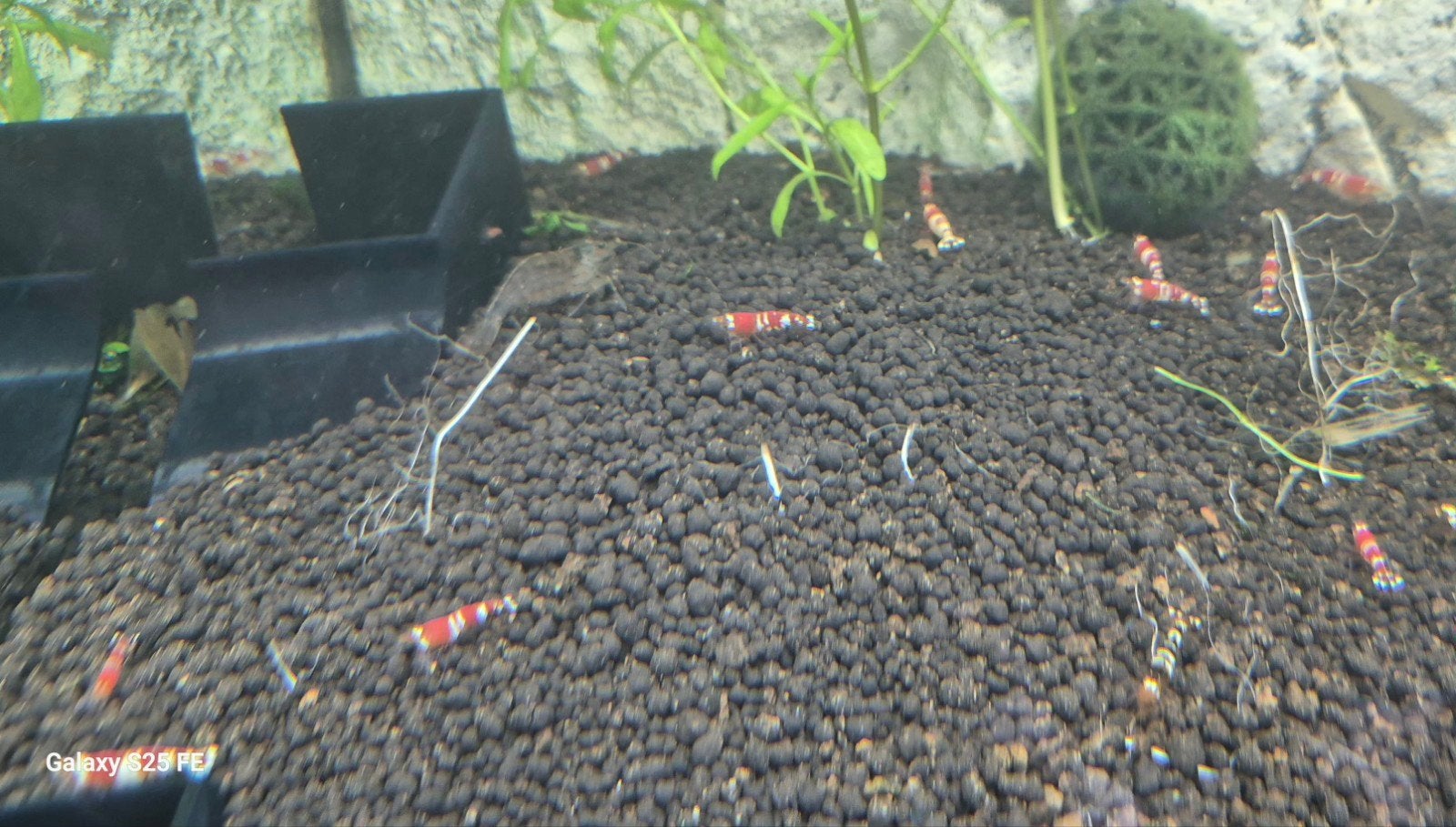 red crystal garnalen, Dieren en Toebehoren, Ophalen, Nieuw, Overige typen