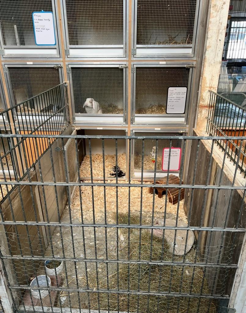 Liefdevolle vakantie opvang cavia, konijn en overige dieren, Ophalen, Zo goed als nieuw, Overige typen