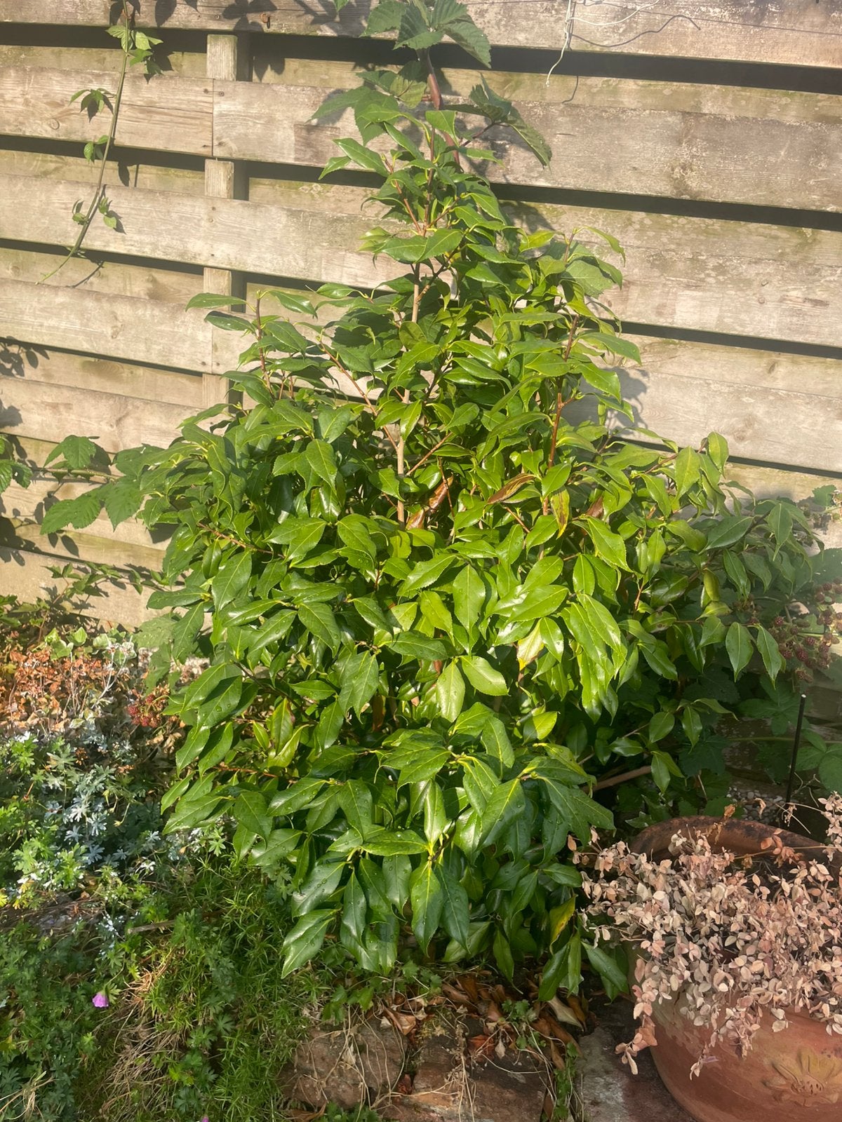 GRATIS OPHALEN Portuguese Laurel (Prunus lusitanica), Ophalen, Laurier, 100 tot 250 cm