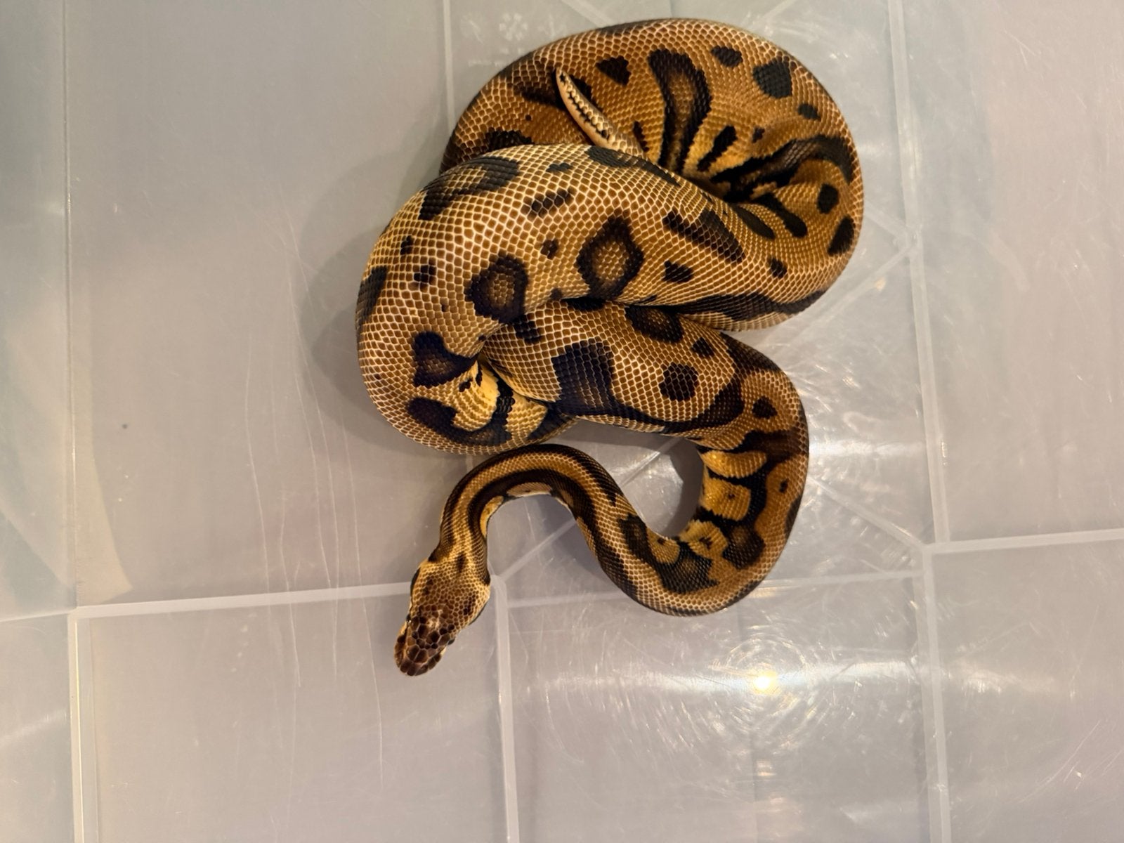 Zeer mooie ballpython 0.1, Slang, 0 tot 2 jaar