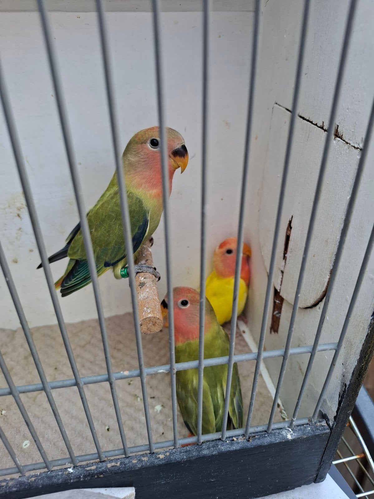 Baby aggaponissen  (tam), Dieren en Toebehoren, Vogels | Parkieten en Papegaaien, Meerdere dieren, Dwergpapegaai of Agapornis