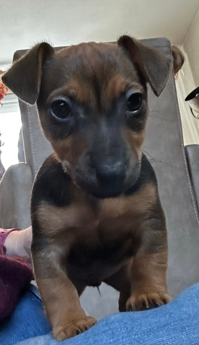 Lieve Choco Tan Jack Russel pup, Jack Russell Terriër, 8 tot 15 weken, Meerdere, Meerdere dieren