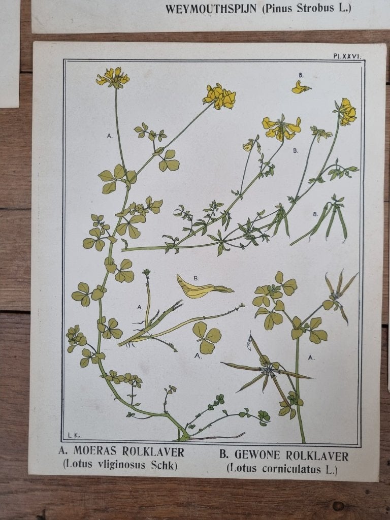 Set van 9 botanische platen - L. Klaver, ca. 1905, Origineel, Ophalen, Dieren en Natuur, Lithografie