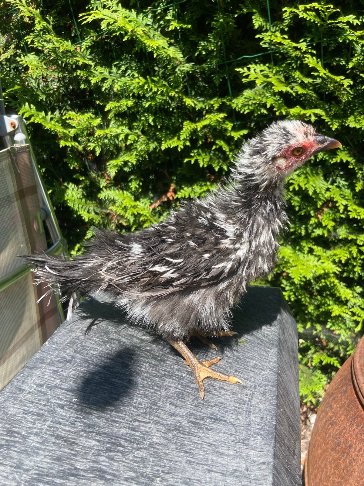 Zijdeveer met krul serama hen van circa 12 weken, Dieren en Toebehoren, Pluimvee, Vrouwelijk, Kip