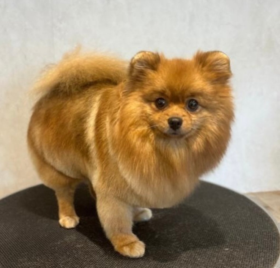 Lieve Pomeranian Fay zoekt een fijn en liefdevol thuis, Dieren en Toebehoren, Particulier, Keeshond, Buitenland, Teef