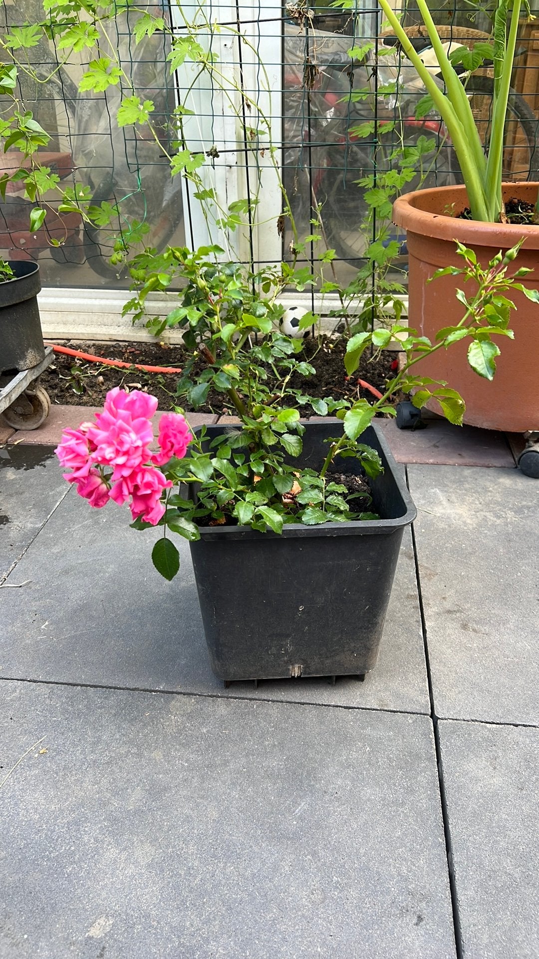 Roze, Kunststof, Minder dan 30 cm, Rond, Ophalen of Verzenden