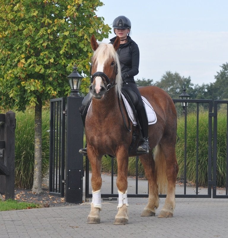 3,5 jarige forse ruin, Dieren en Toebehoren, E pony (1.48m - 1.57m), Met stamboom, B, Ruin