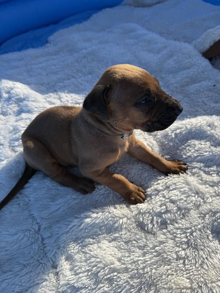 Rhodesian Ridgeback puppy's, Parvo, Overige rassen, 8 tot 15 weken, Meerdere