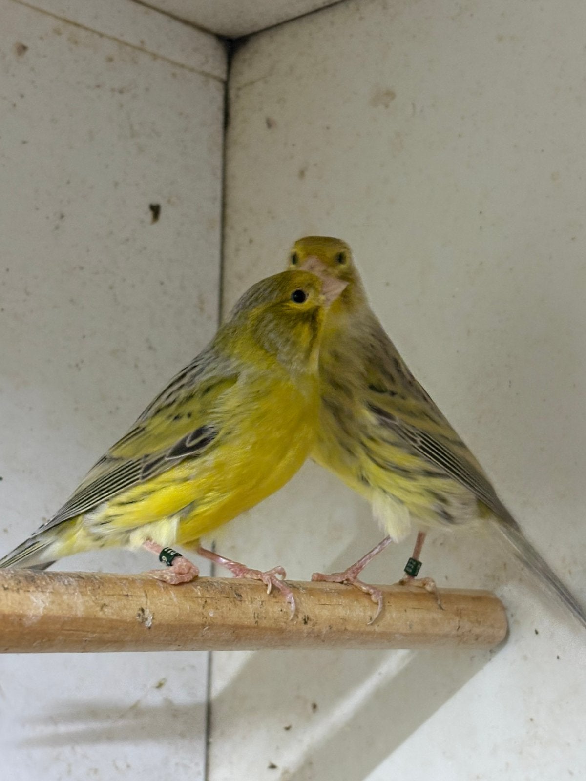 Verschillende kleur kanaries, Dieren en Toebehoren, Meerdere dieren, Kleurkanarie