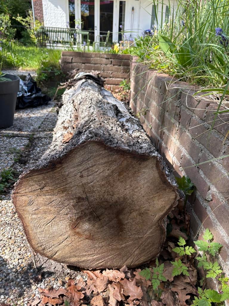 Boomstam Berk 186 cm, diameter 37-40 cm, Ophalen, Nieuw