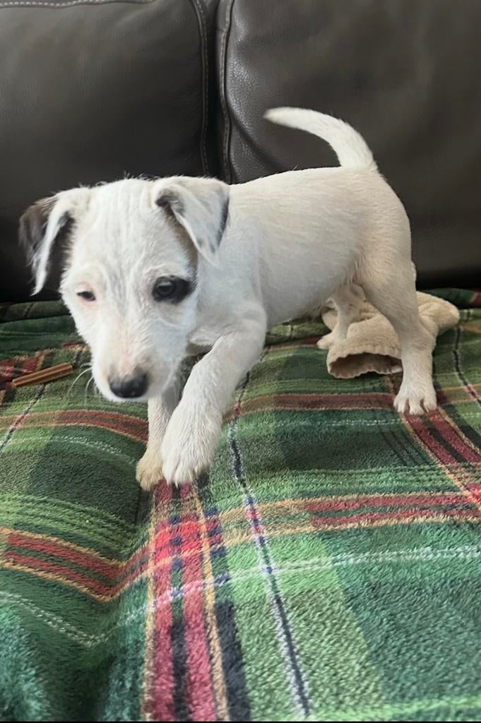 Lieve ruwharige Jackrussell pups, Dieren en Toebehoren, 8 tot 15 weken, Parvo, Meerdere, Meerdere dieren