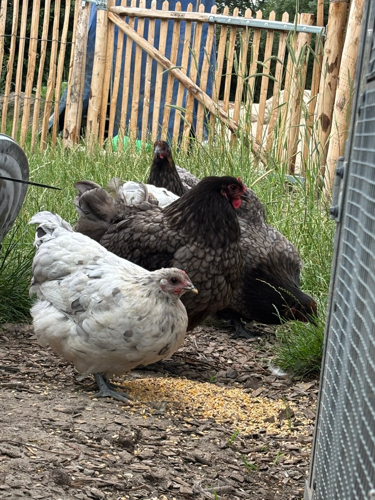 Orpingtons te koop, Meerdere dieren, Kip