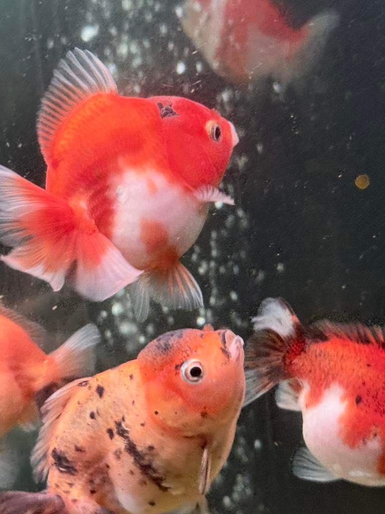 Oranda goudvis (shortail), Vis