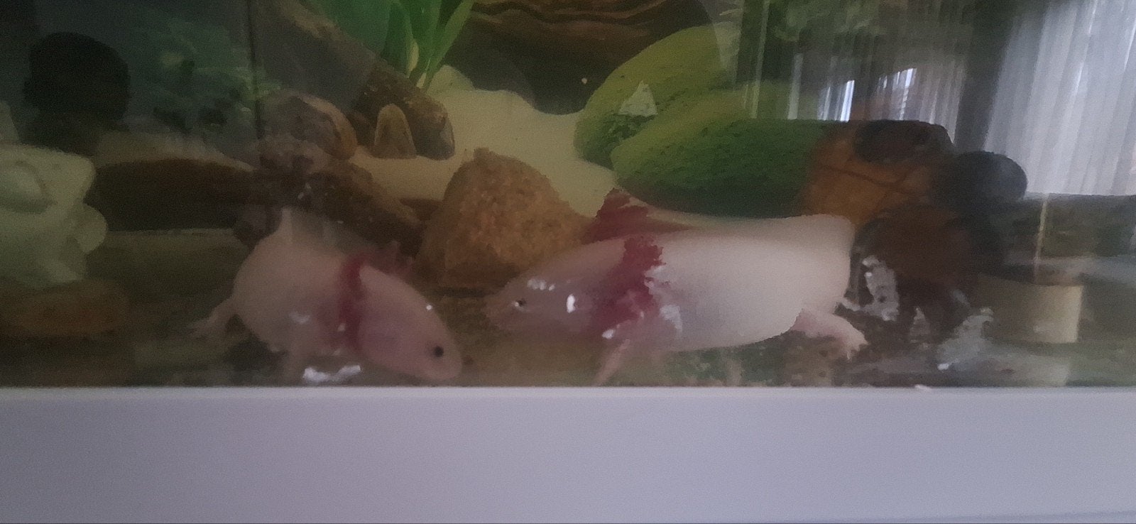 2 axolotl inclusief aquarium en kast., Overige typen