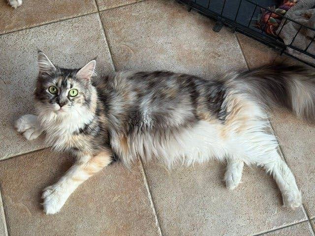 Fokpoes Maine Coon Tortie Polydactyl TE KOOP met stamboom, Dieren en Toebehoren, Poes, Met stamboom, 0 tot 2 jaar