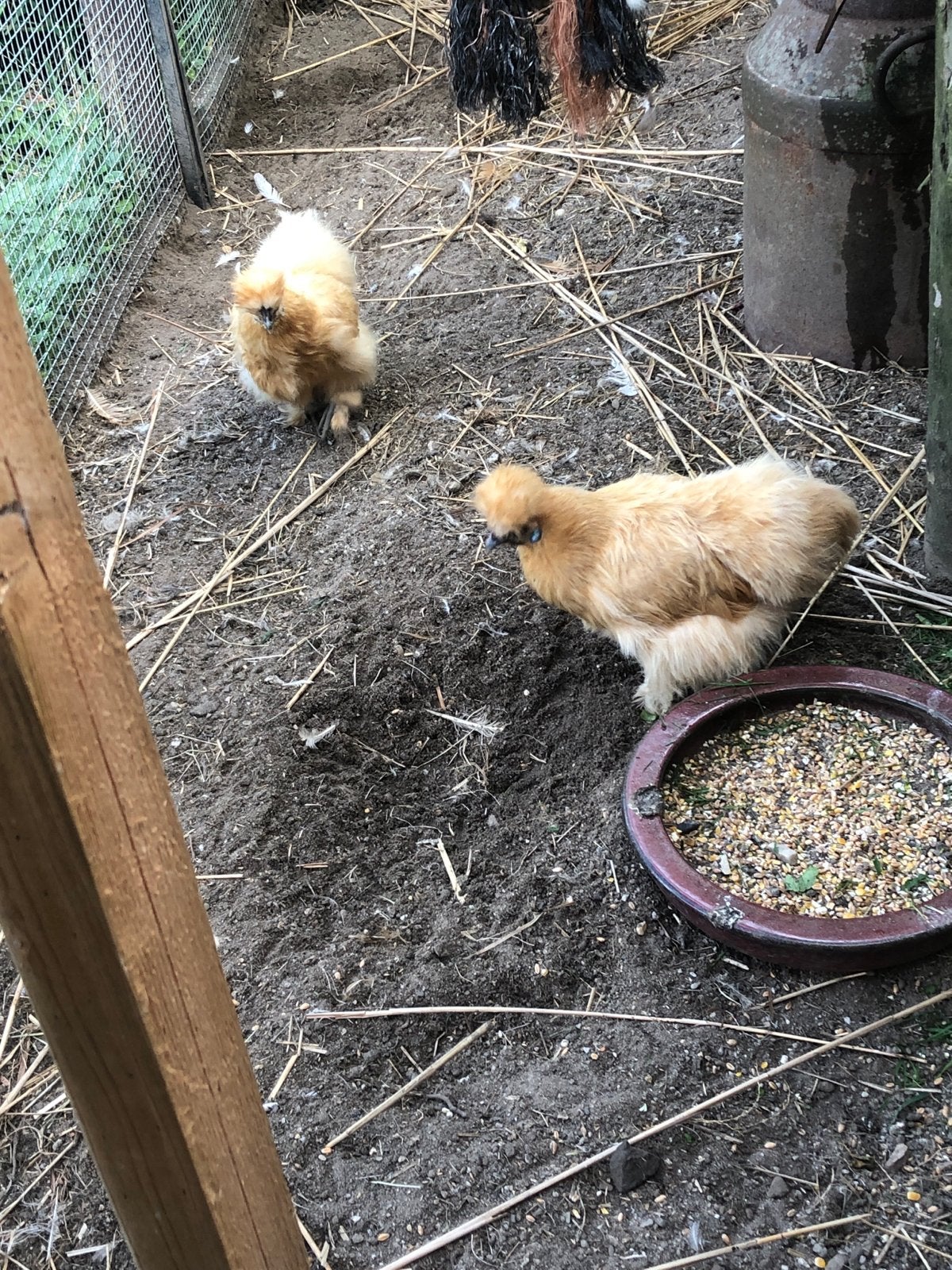 Trio zijdehoen buff krielen, Dieren en Toebehoren, Pluimvee, Meerdere dieren, Kip