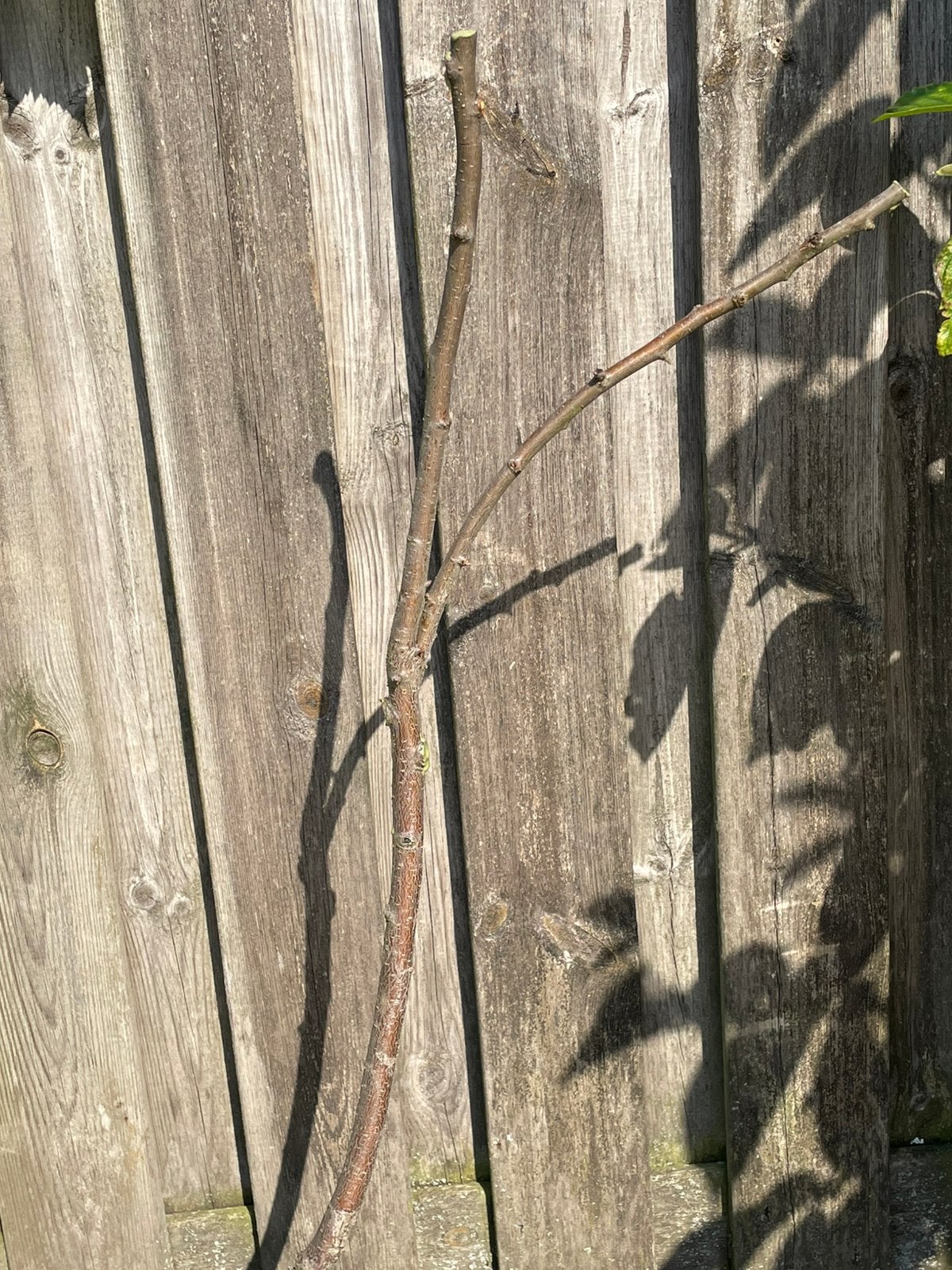 Pruimen boom, Tuin en Terras, Planten | Fruitbomen, Ophalen, Overige soorten, Zomer