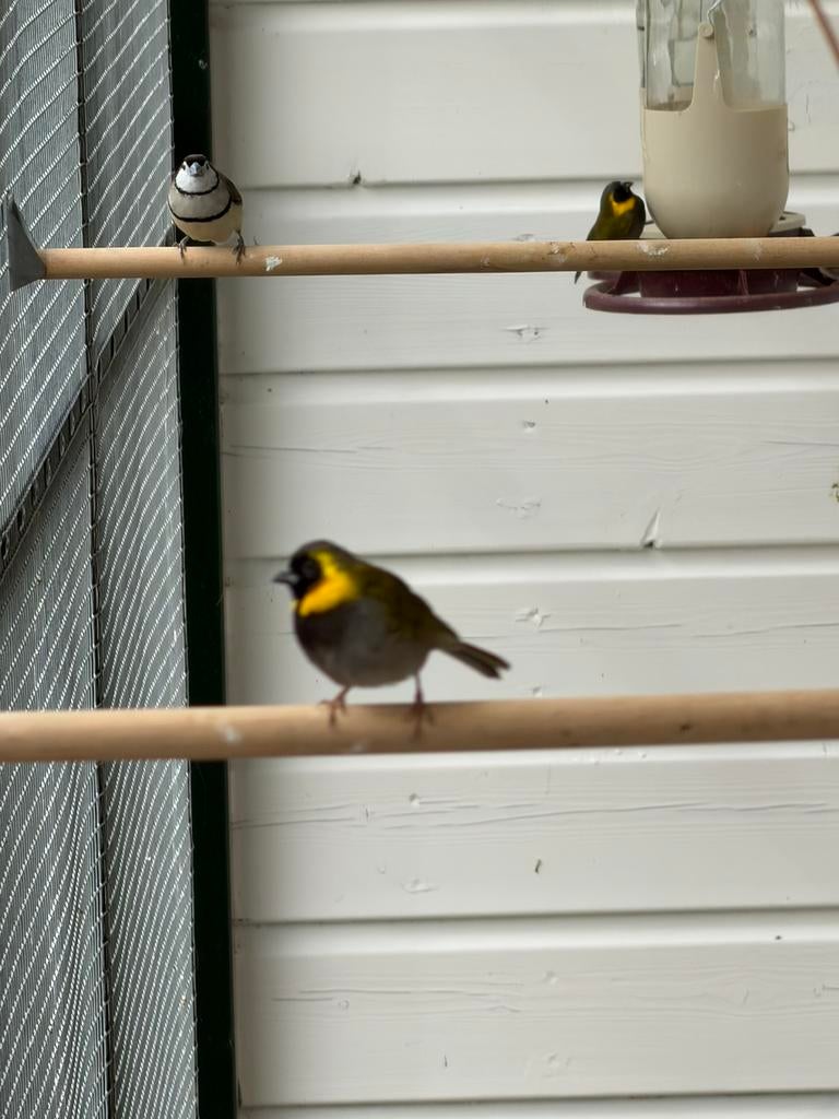 Cuba vink man, Dieren en Toebehoren, Vogels | Overige Vogels, Mannelijk