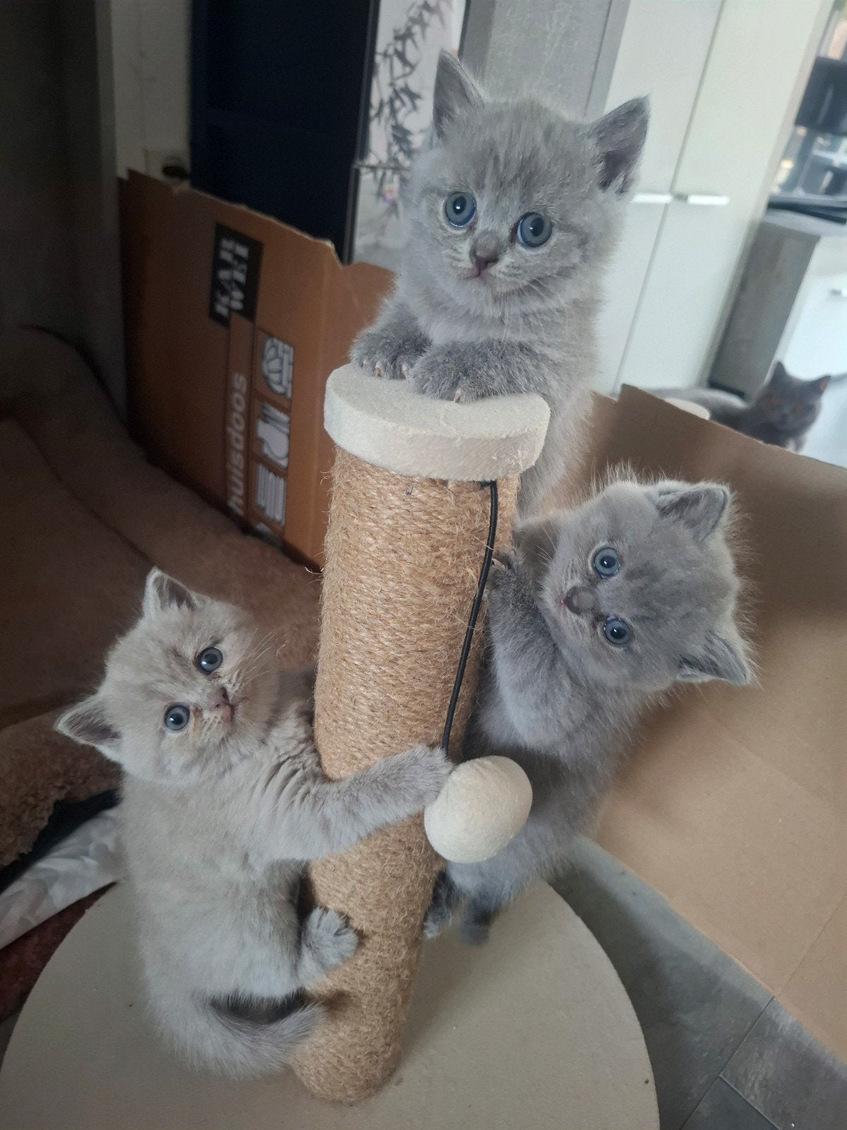 Prachtige, lieve britse korthaar kittens, Poes, Gechipt, 0 tot 2 jaar