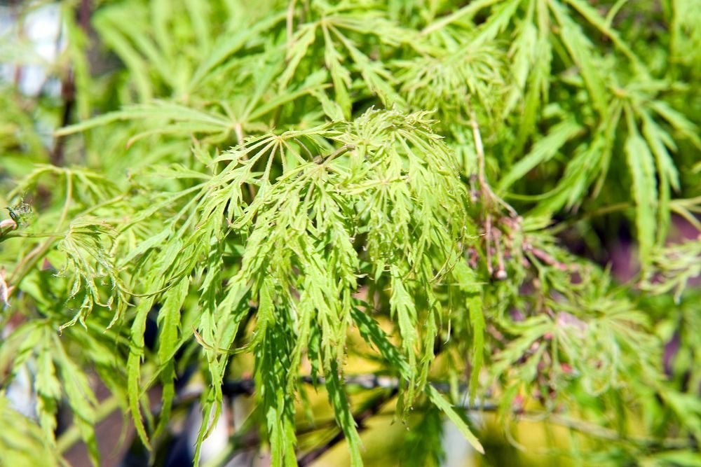 4 Prachtige Groene Treuresdoorns € 150, Ophalen of Verzenden, Esdoorn, Struik, 100 tot 250 cm