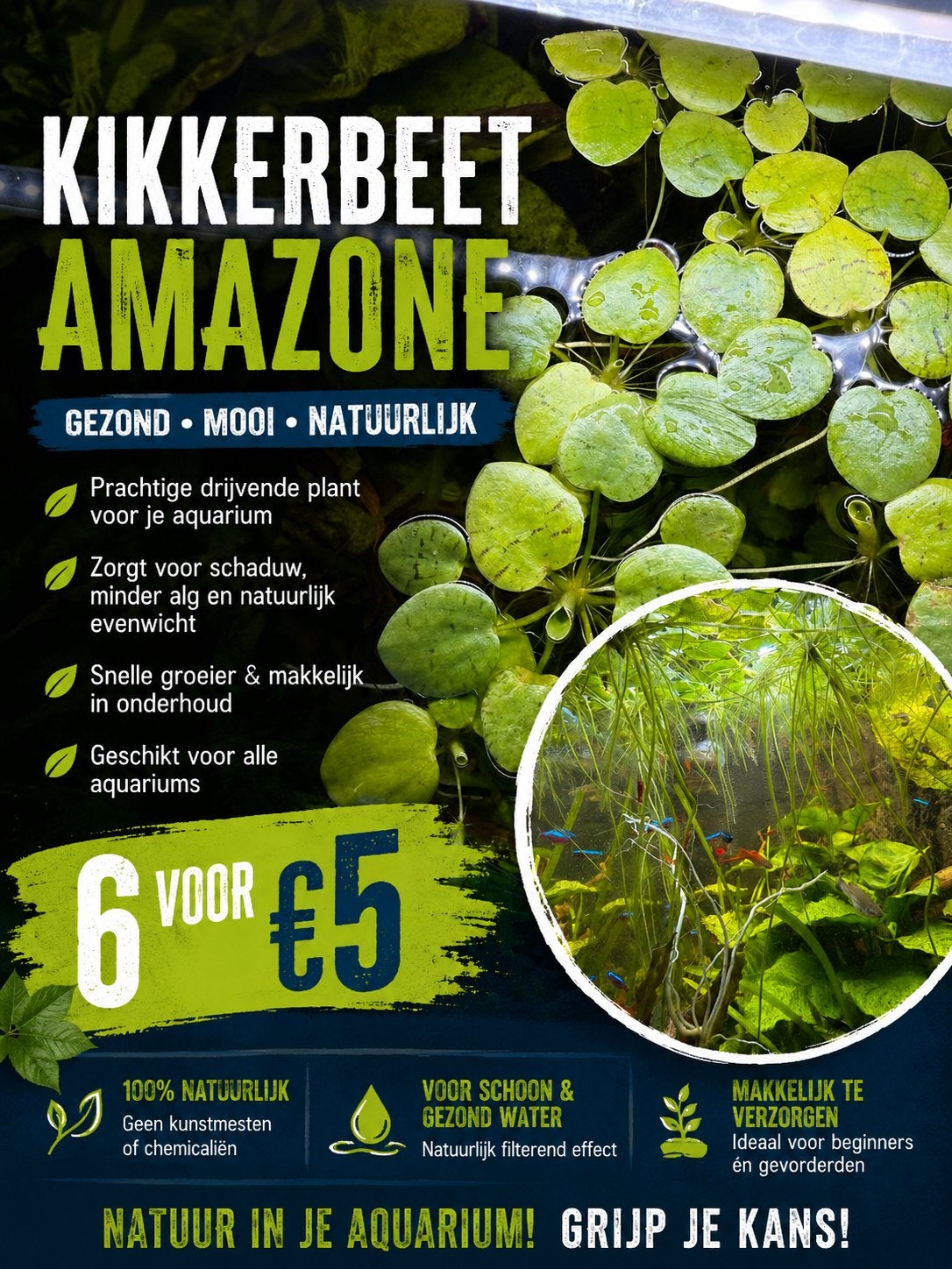Amazone kikkerbeet, Dieren en Toebehoren, Ophalen, Zo goed als nieuw, Plant(en), Steen of Hout