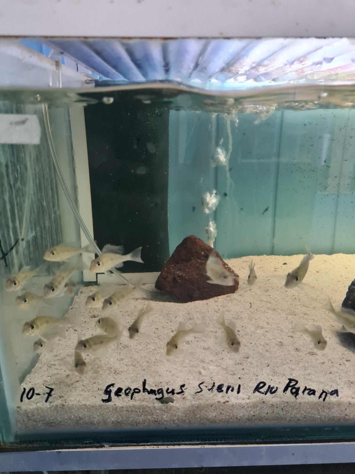 Geophagus Sveni Rio Parana Cichliden, Vis, Zoetwatervis