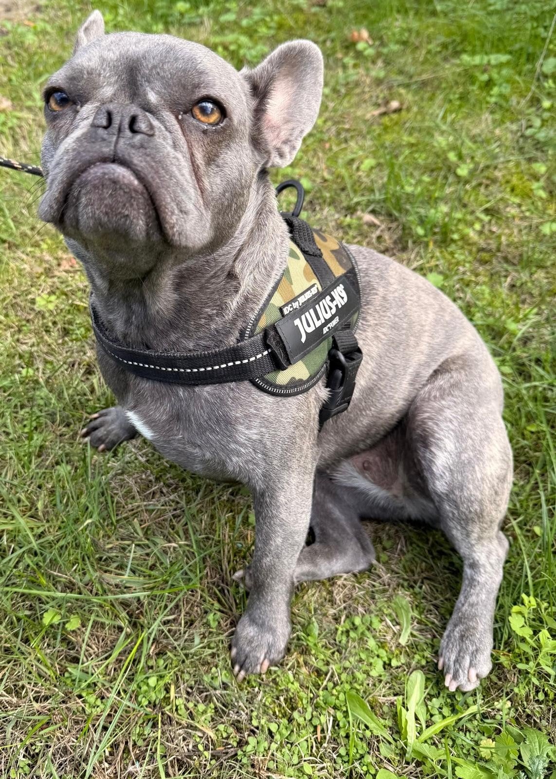 Franse Bulldog teefje 1,5 jaar, CDV (hondenziekte), 1 tot 2 jaar, Teef, Bulldog