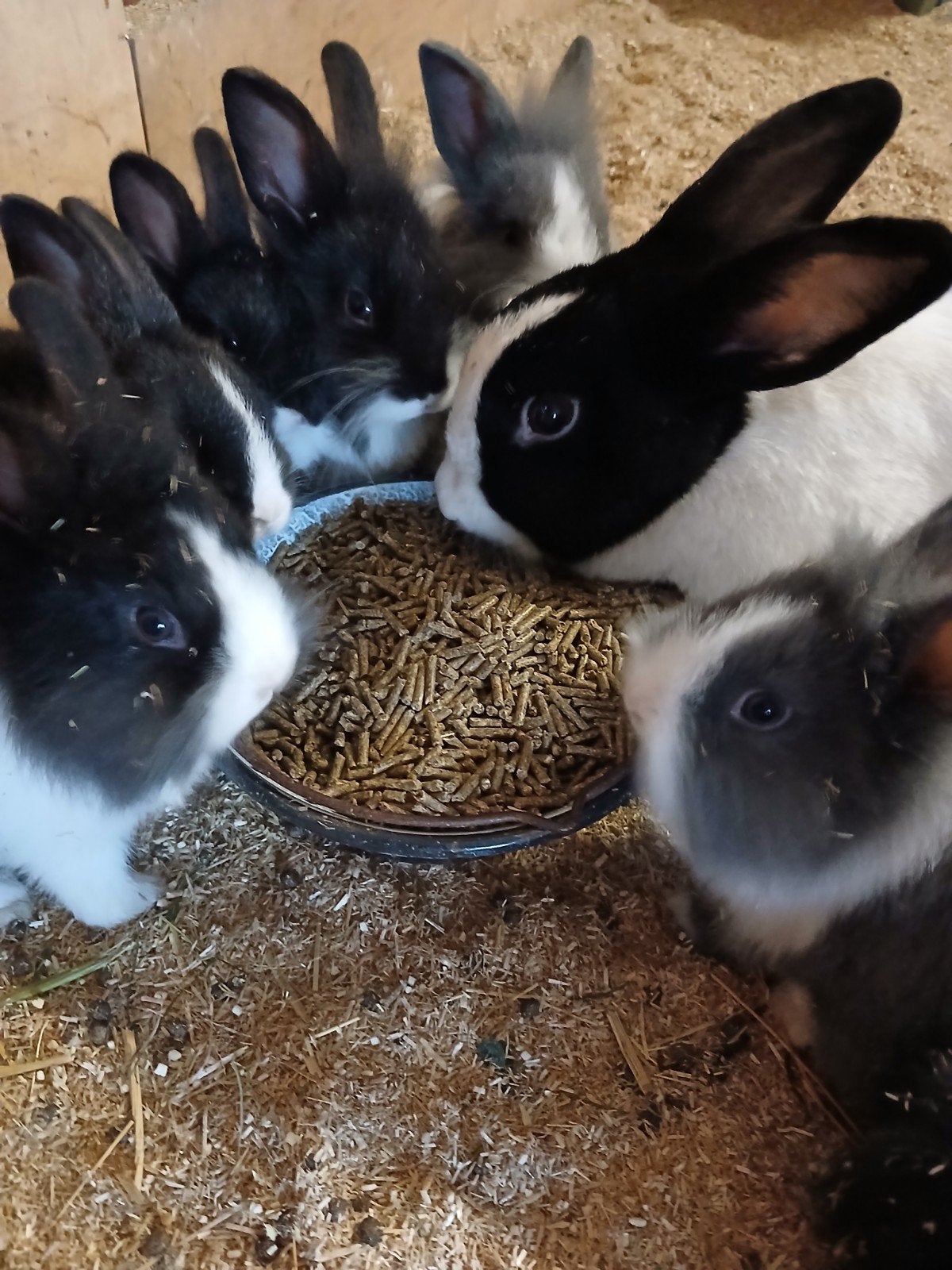️ Nog 4 rammelaars beschikbaar!, Dieren en Toebehoren, Konijnen, Middelgroot, Mannelijk, 0 tot 2 jaar