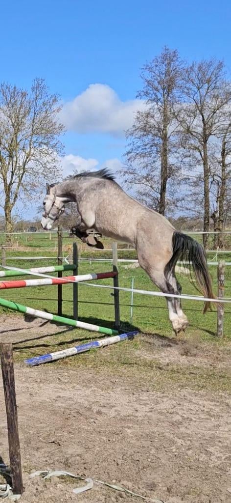 Te koop aangeboden:4 jarige spring ruin., Dieren en Toebehoren, Paarden, Springpaard, Ruin, 3 tot 6 jaar, Onbeleerd