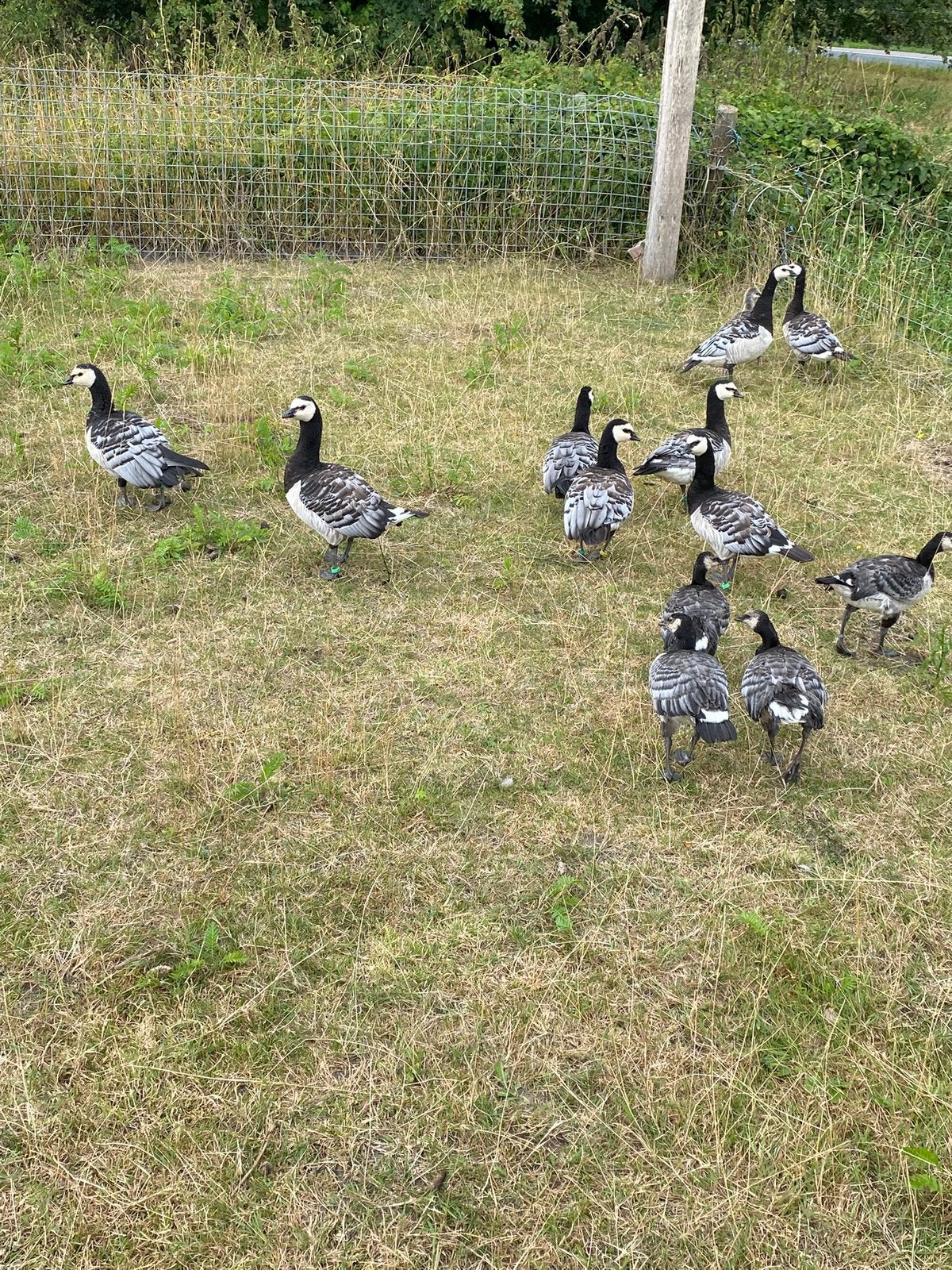 Brandganzen tekoop, Meerdere dieren, Gans of Zwaan
