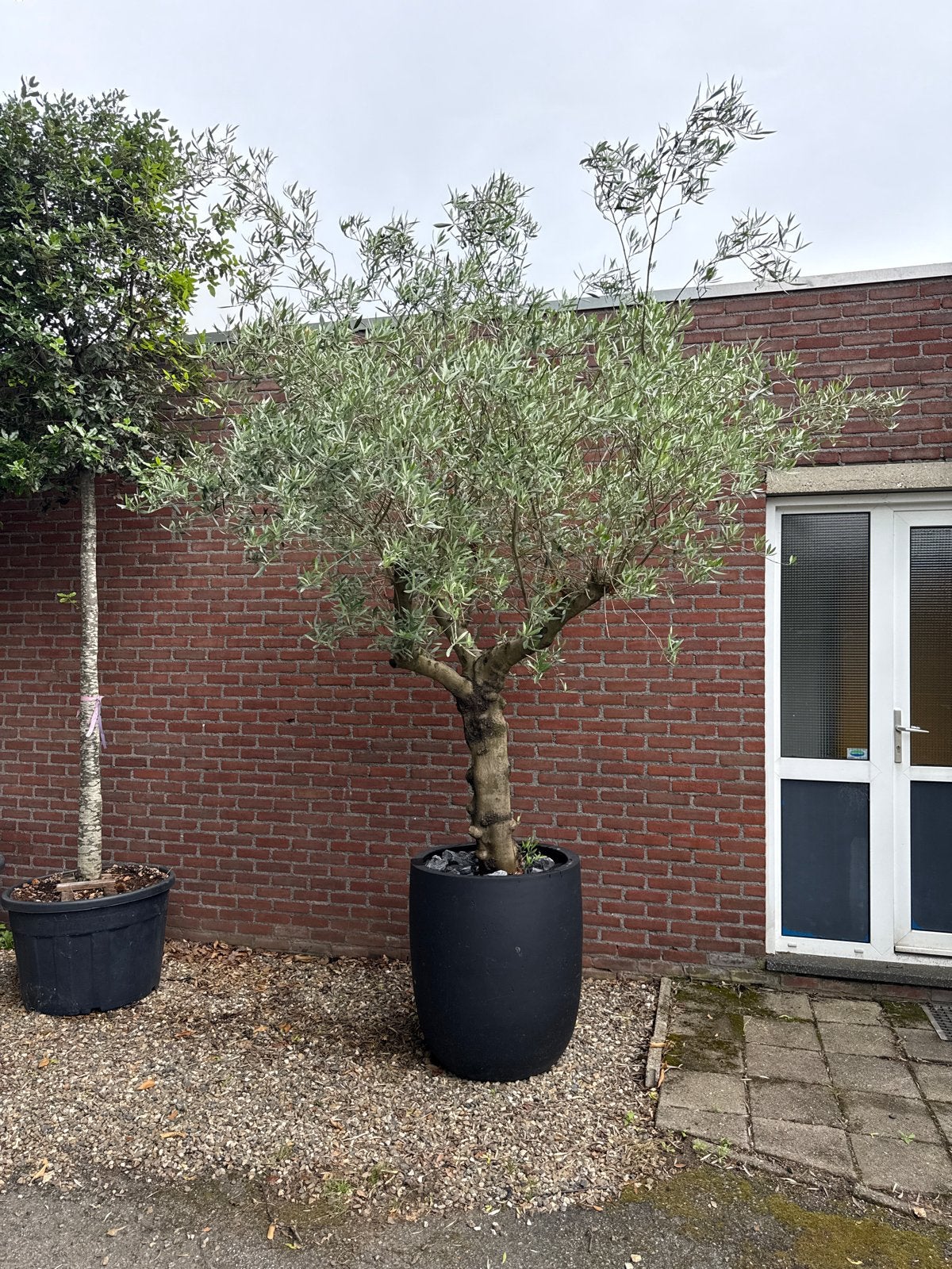 Olijfboom in Luca lifestyle pot, Ophalen of Verzenden, Lente, Olijfboom, 250 tot 400 cm
