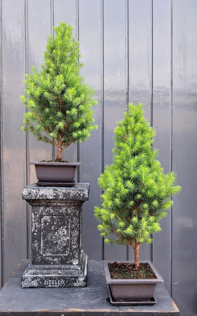 2 Bonsai Dwergspar- Picea Glauca J.W.Daisy’s White, Tuin en Terras, Planten | Bomen, In pot, Bloeit niet, Halfschaduw, Minder dan 100 cm