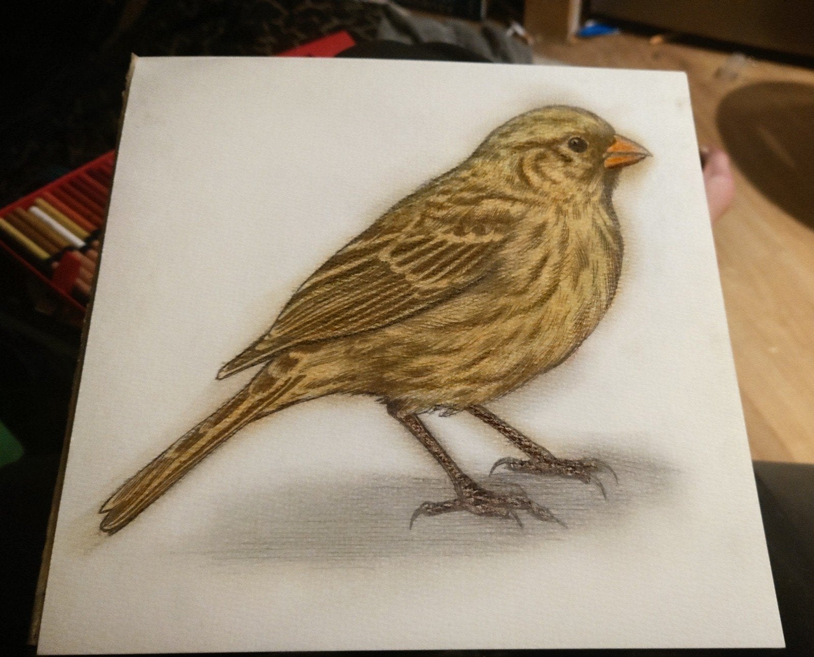 Gedetailleerde tekening van een vogel, Antiek en Kunst, Ophalen of Verzenden, Tekening, Potloodtekening, Origineel