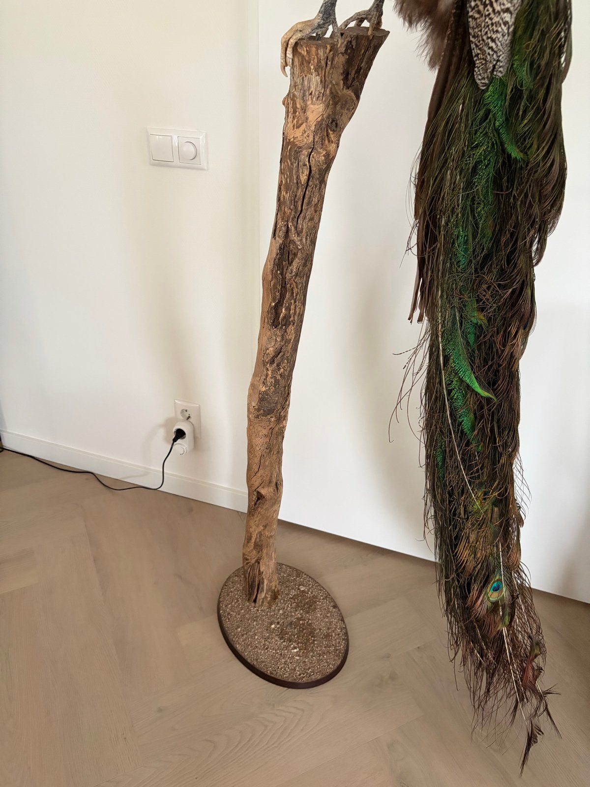 Opgezette pauw, met een hoogte van 1.95cm, Mannelijk