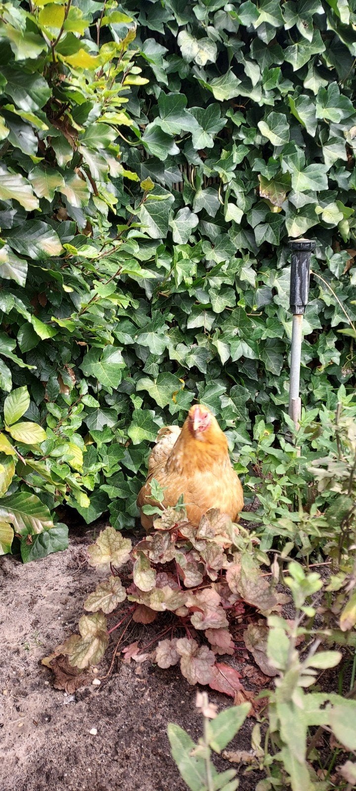 Gratis gezonde hen, met pittig karakter., Vrouwelijk, Kip