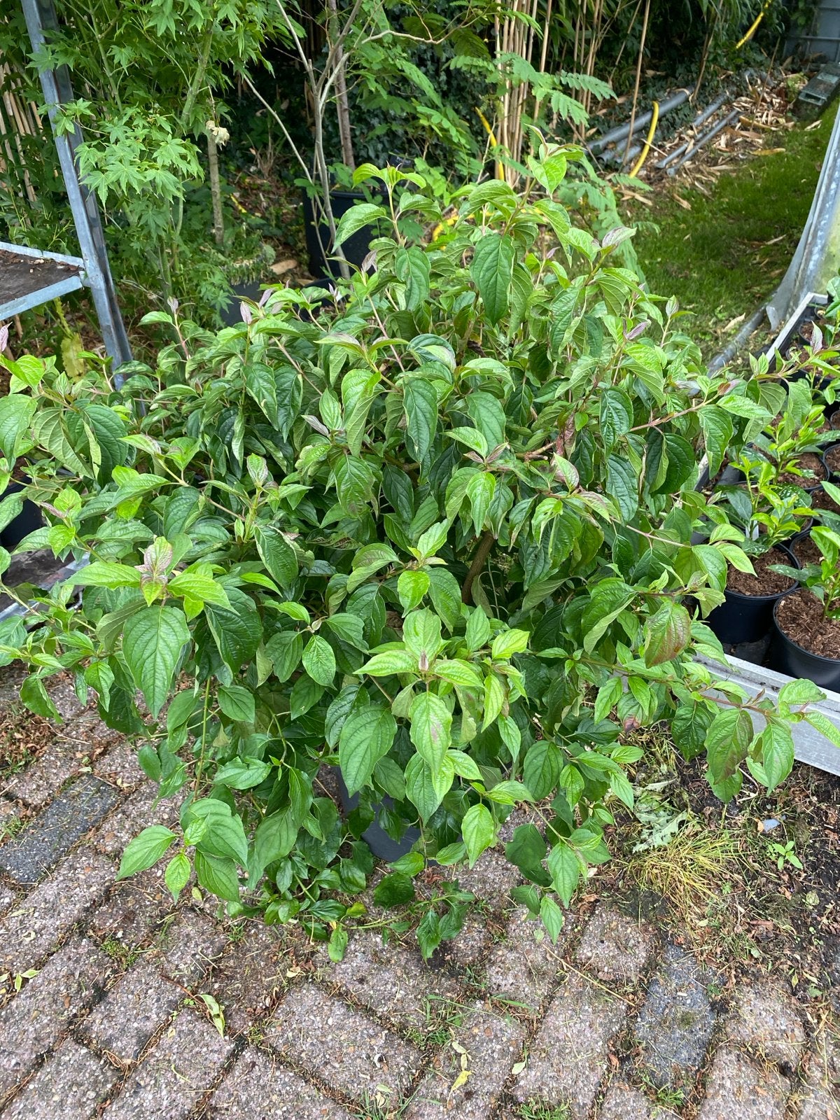 Cornus - Kornoelje voor uw tuin, Vaste plant, Halfschaduw, Lente, Ophalen
