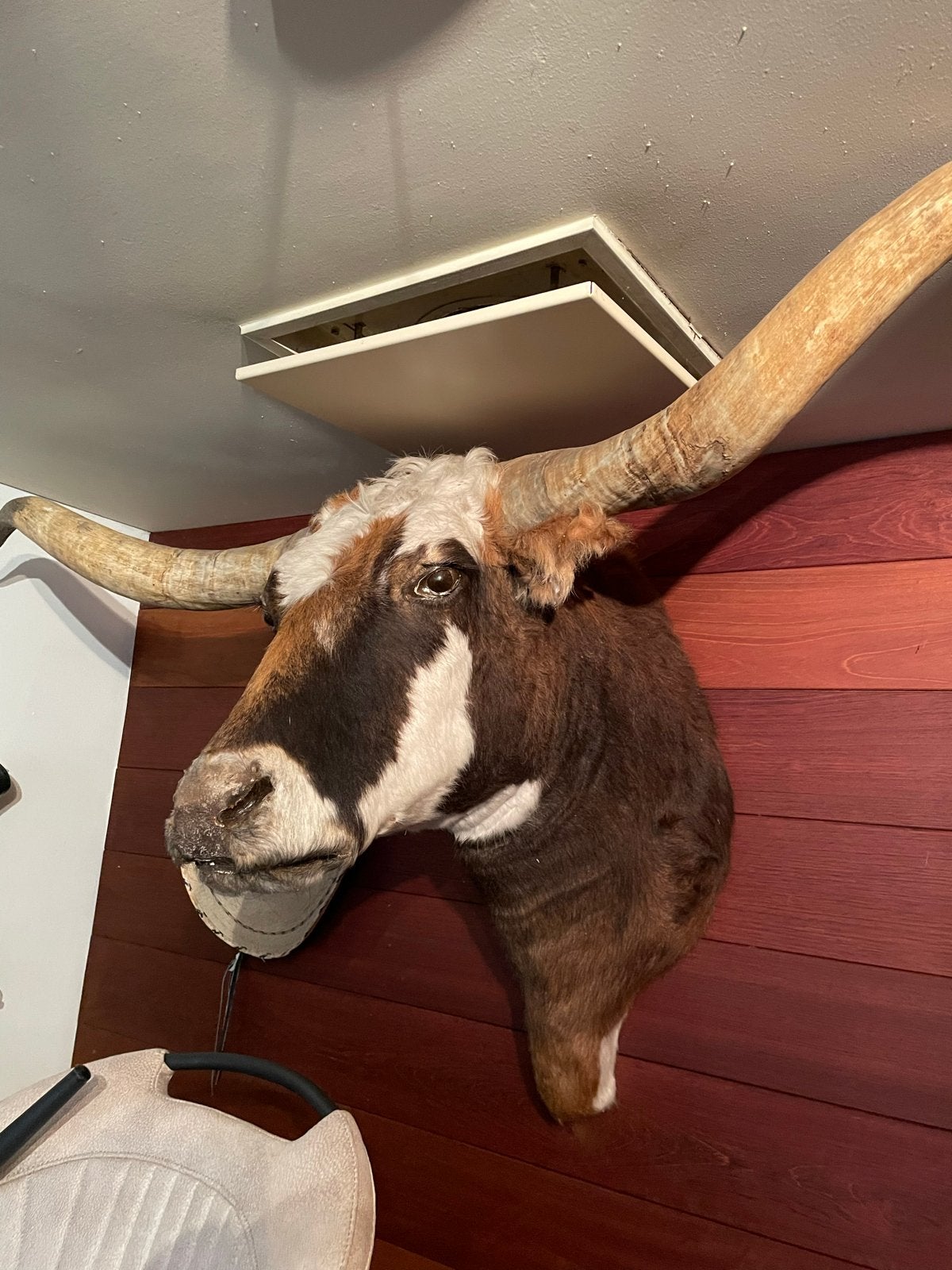 Prachtig Longhorn uit Texas - Uniek decoratiestuk, Ophalen, Gebruikt, Boerderijdier, Opgezet dier