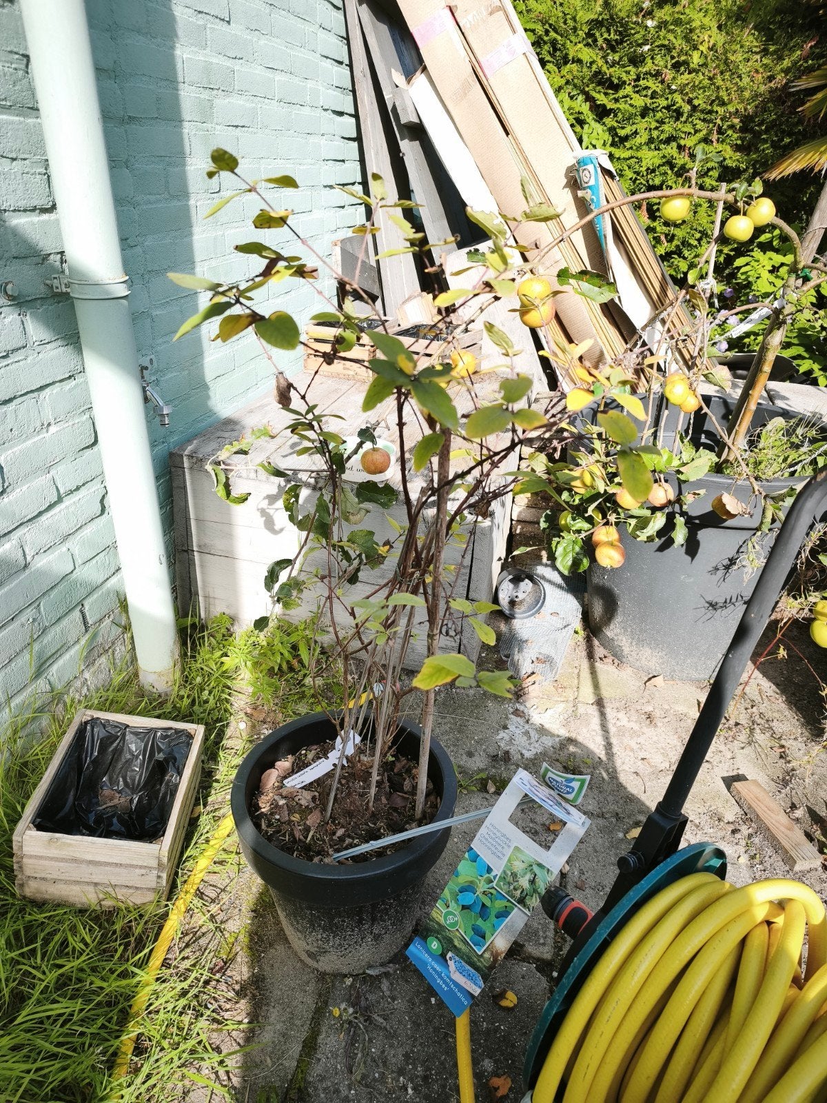 Honingbes Lonicera caerulea kamtschatica zelfbestuivend, Ophalen, Overige soorten, Struik, Minder dan 100 cm