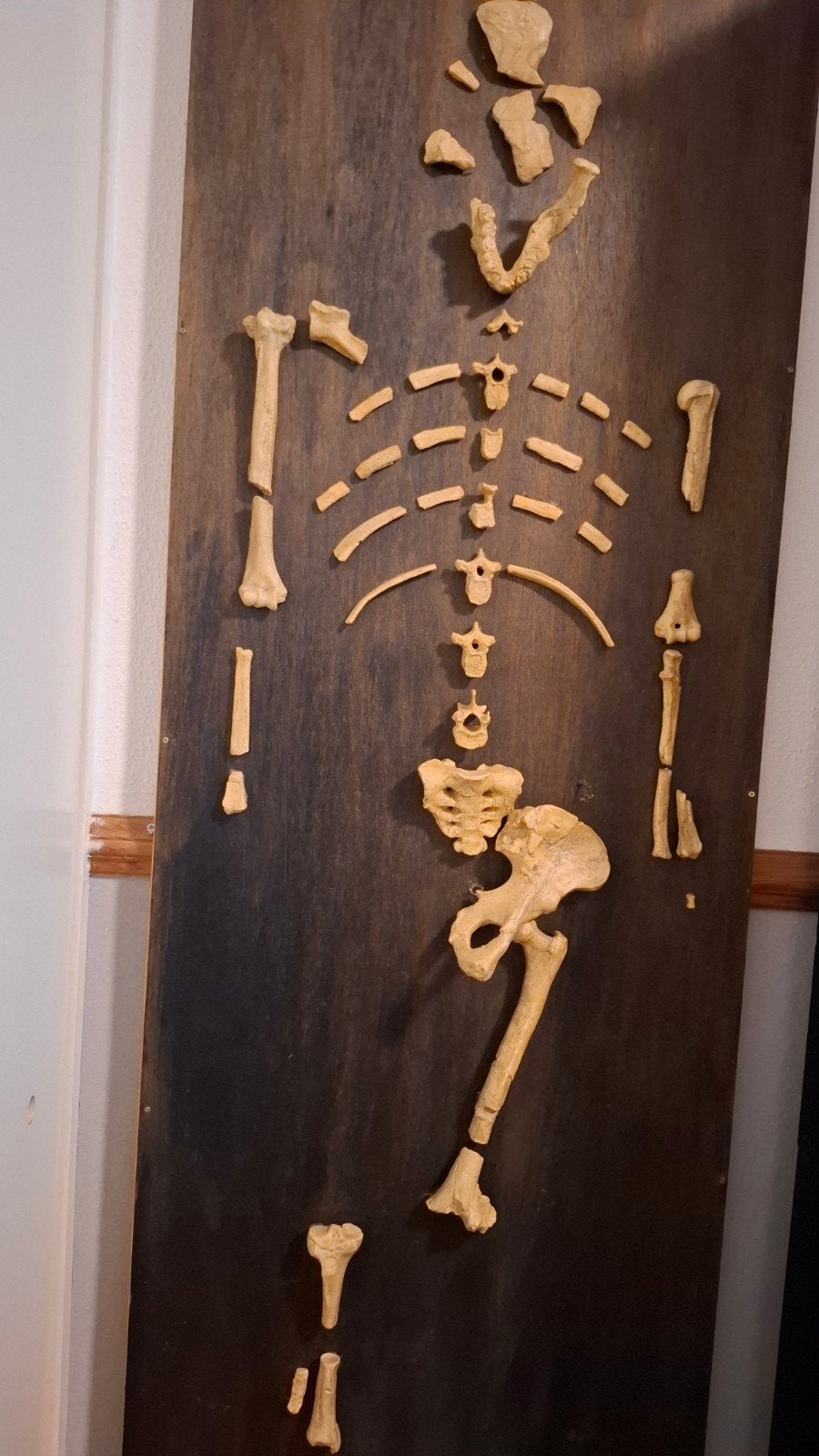 Grote museale collectie menselijke evolutie, Ophalen, Gebruikt