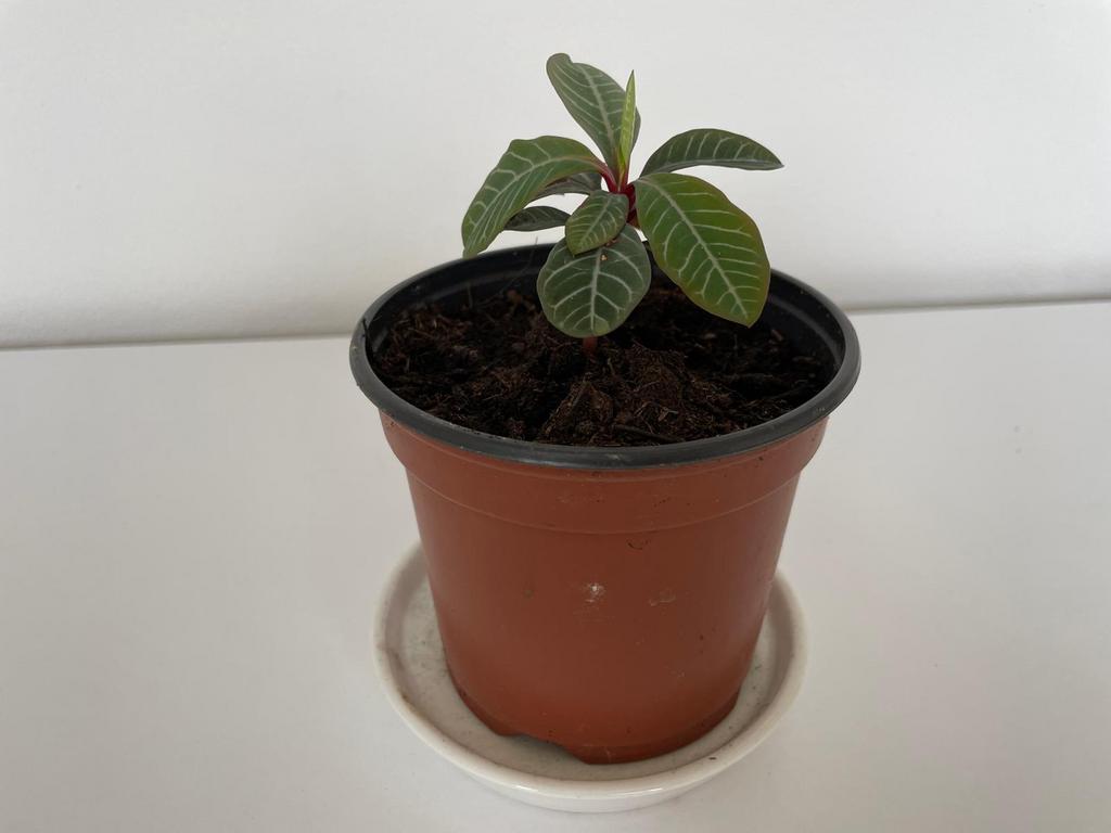 Madagascar jewel / Euphorbia leuconeura kamerplant, Ophalen, Overige soorten, Halfschaduw, In pot