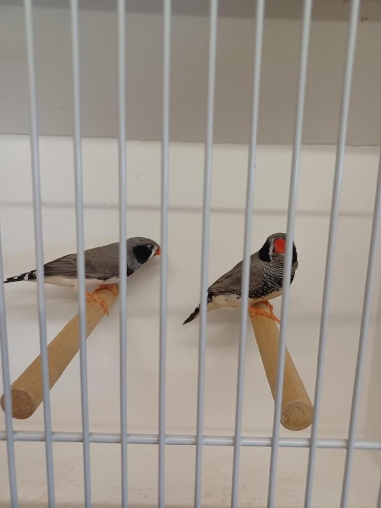 2 mooie zwartwang zebravink mannen 7,50 per stuk, Mannelijk