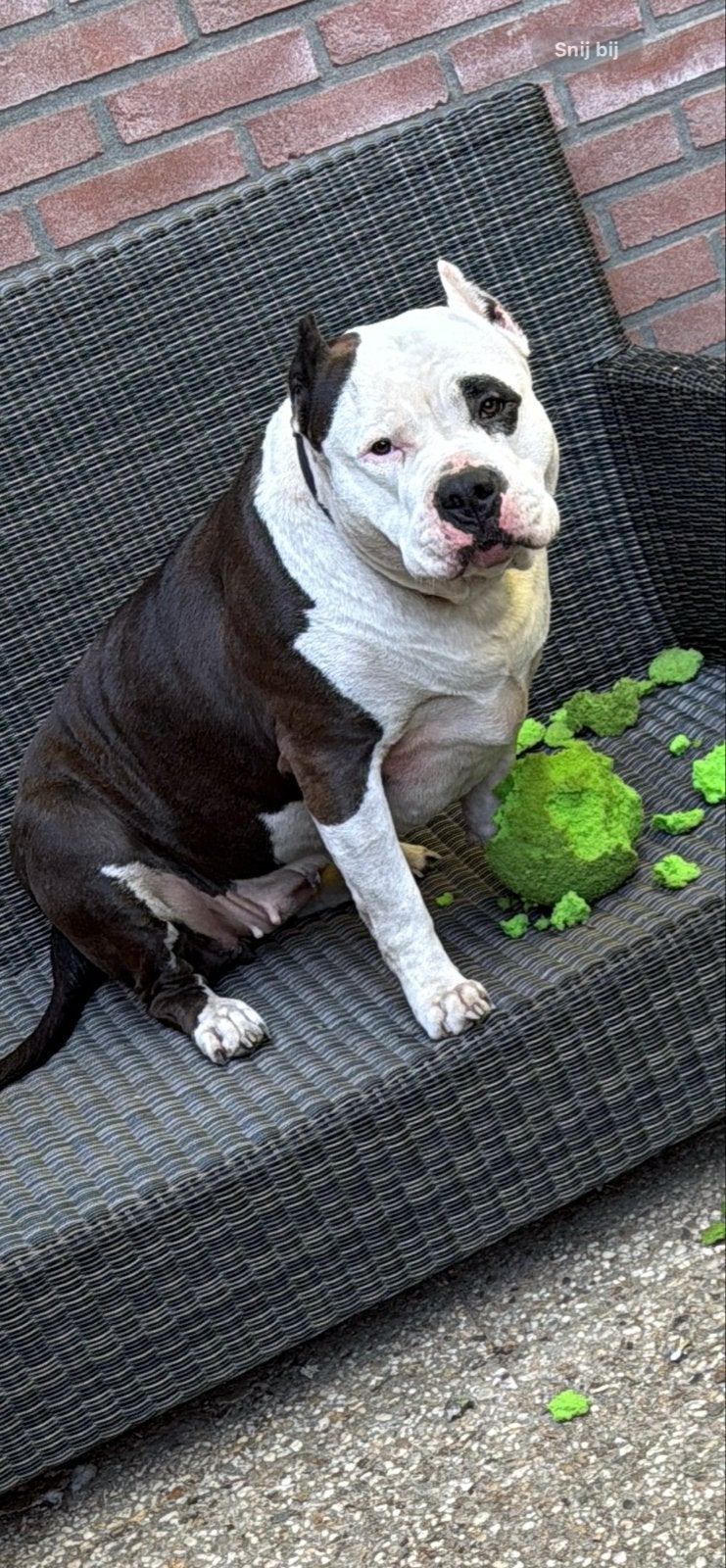 American bully xl teefje, Dieren en Toebehoren, België, Particulier, Overige rassen, CDV (hondenziekte)