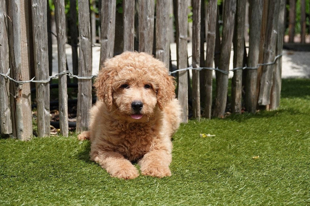 Prachtige medium Labradoodle pups, met stamboom, Dieren en Toebehoren, Honden | Retrievers, Spaniëls en Waterhonden, Parvo, België