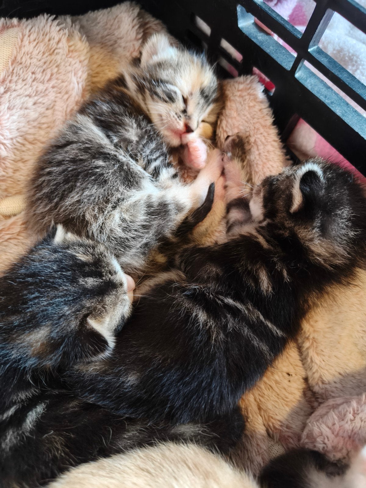 Prachtige kittens, Meerdere dieren, Ontwormd, 0 tot 2 jaar