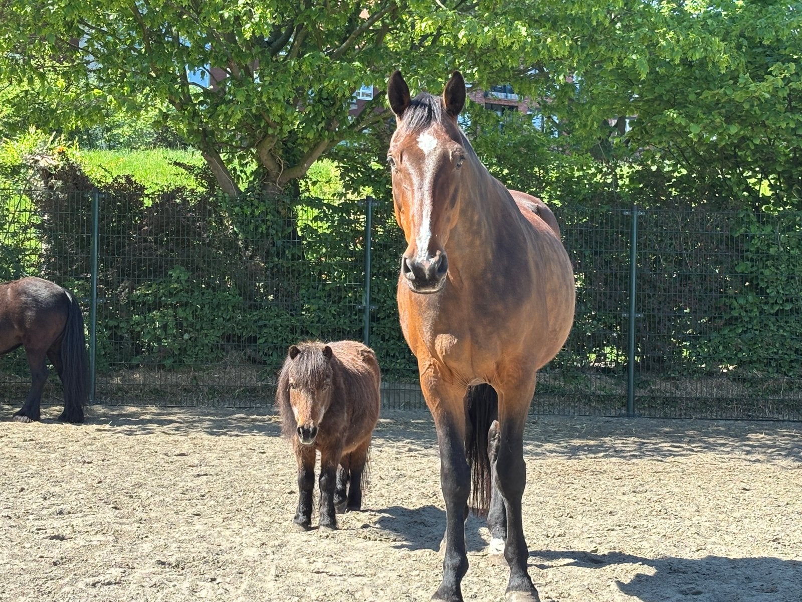 Kwpner ruin te koop, Dieren en Toebehoren, Paarden, 175 cm of meer, Met stamboom, Ruin, 11 jaar of ouder