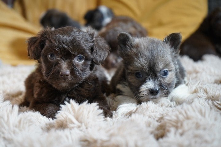 Leuke speelse boomer pups te koop., Nederland, Overige rassen, 8 tot 15 weken, CDV (hondenziekte)